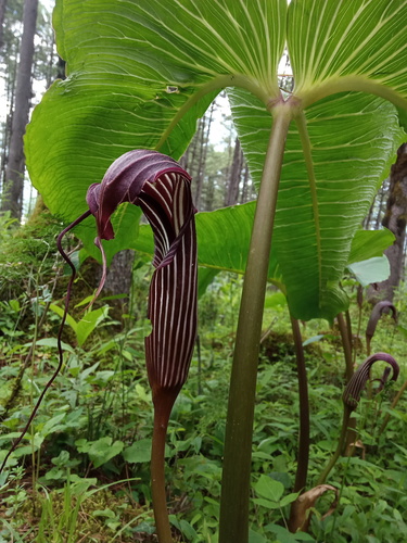 Arisaema costatum, photograph 2
