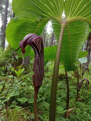 Arisaema costatum, photograph Sagnik Dutta Roy, CC BY, iNaturalist via GBIF