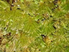 Catharomnion ciliatum