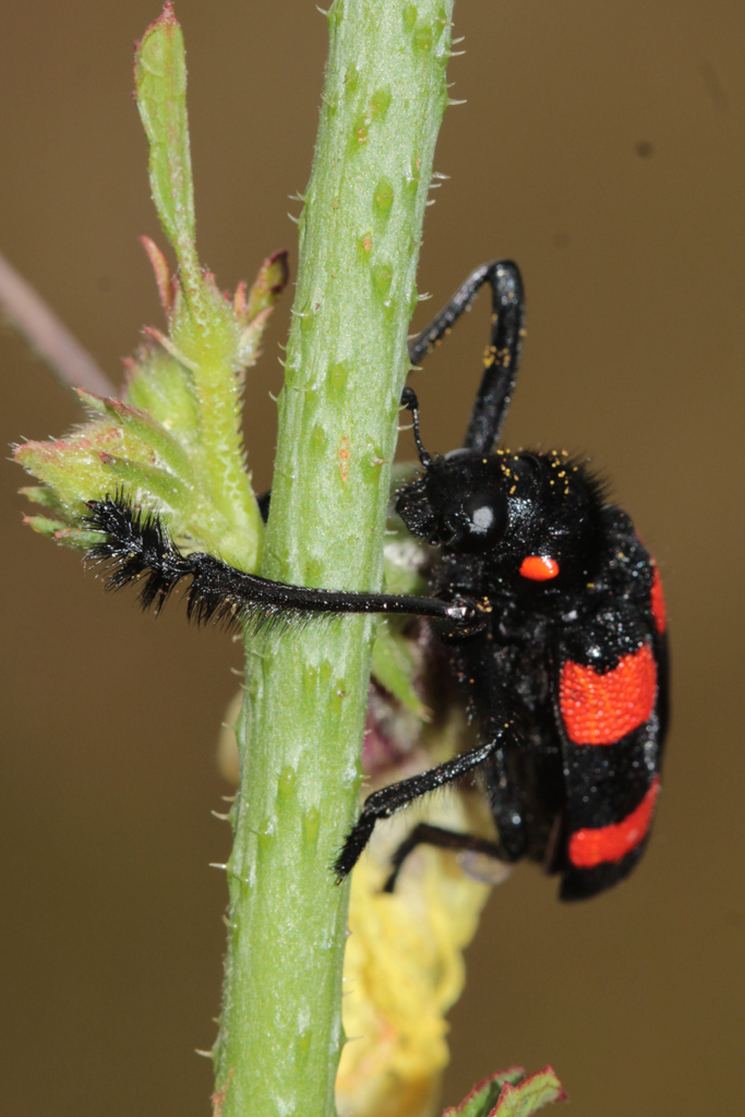 Dieropsis quadriplagiata
