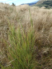 Dracophyllum acerosum