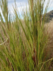 Dracophyllum acerosum