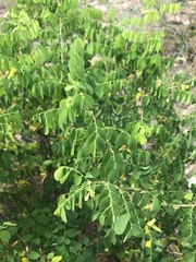 Phyllanthus pinnatus