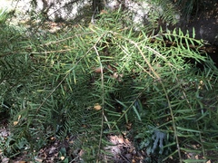 Podocarpus acutifolius