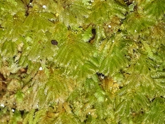 Catharomnion ciliatum