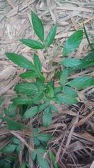 Ohwia caudata