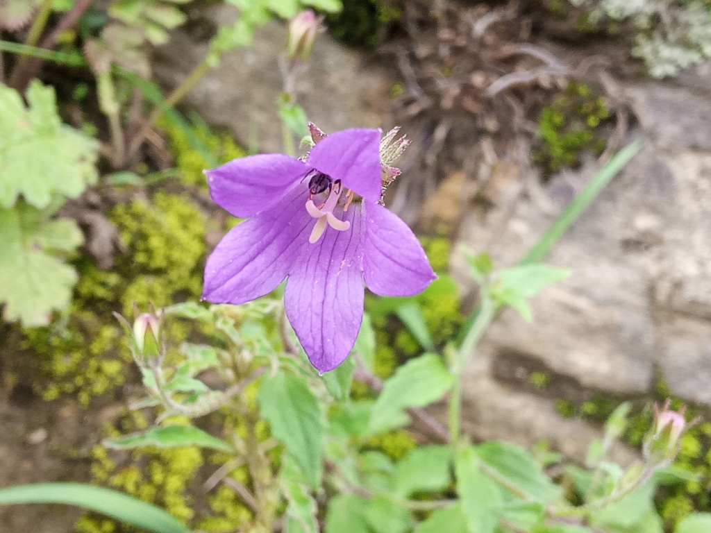 Campanula pallida; photograph (c) Sagnik Dutta Roy, some rights reserved (CC BY)