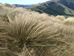 Chionochloa rigida rigida