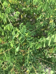 Phyllanthus pinnatus