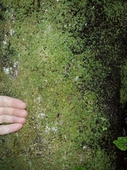 Catharomnion ciliatum