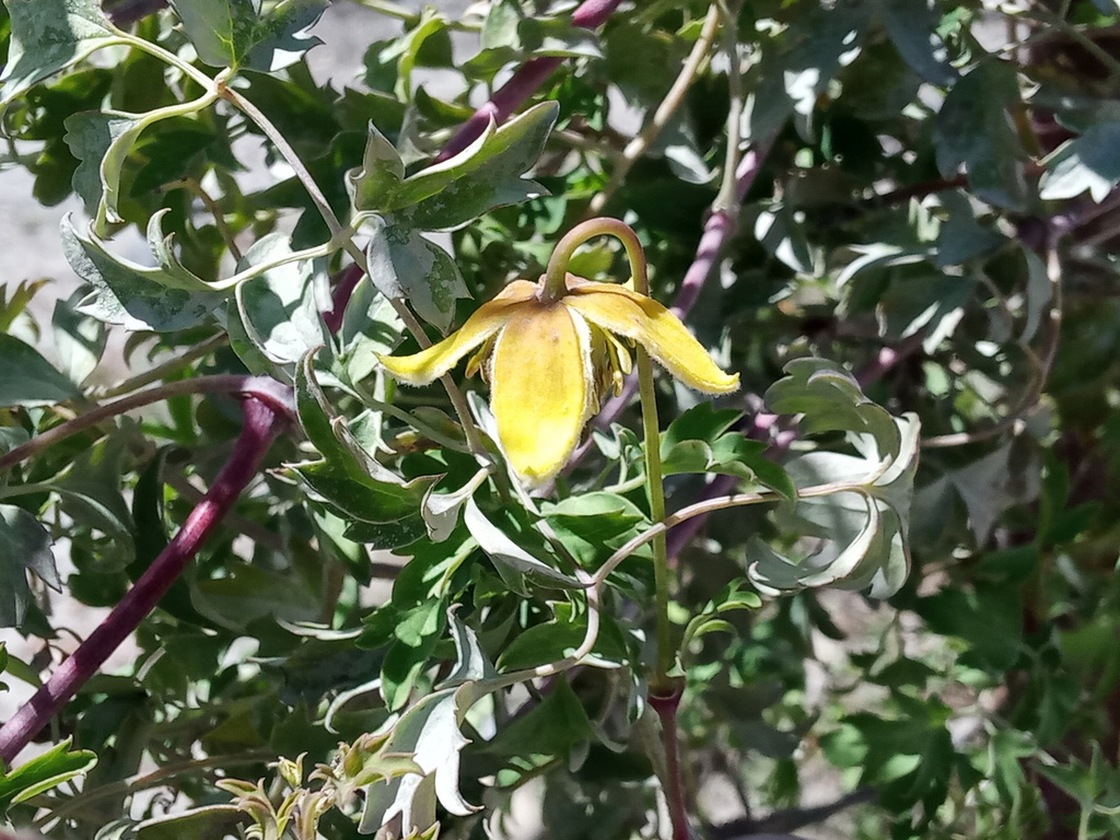 Clematis tibetana; photograph (c) Sagnik Dutta Roy, some rights reserved (CC BY)