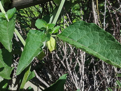 Anisodus stramoniifolius, photograph Sagnik Dutta Roy, CC BY, iNaturalist via GBIF