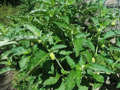 Anisodus stramoniifolius