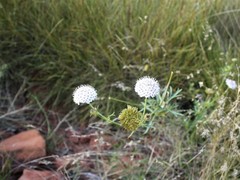 Trachymene glaucifolia