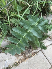 Pastinaca