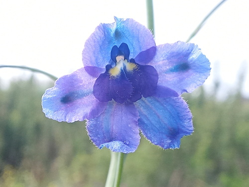 Delphinium kamaonense, photograph 1
