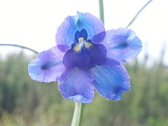 Sagnik Dutta Roy, CC BY, iNaturalist via GBIF Delphinium kamaonense, photograph Sagnik Dutta Roy, CC BY, iNaturalist via GBIF