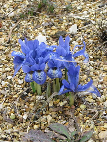 Iris histrioides