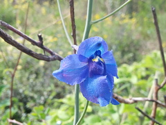Delphinium kamaonense, photograph Sagnik Dutta Roy, CC BY, iNaturalist via GBIF