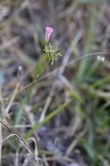 Oxalis bifida
