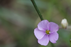 Oxalis bifida