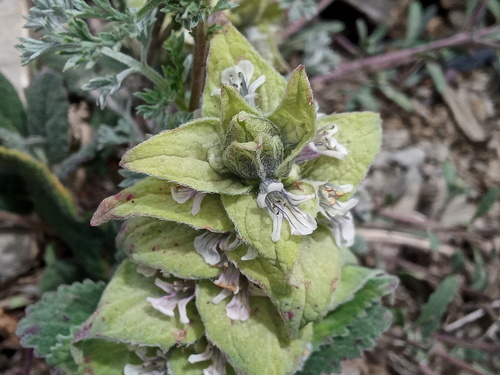 Ajuga lupulina, photograph 4