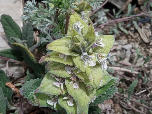 Ajuga lupulina, photograph 5