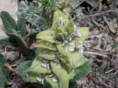 Ajuga lupulina, photograph (c) Sagnik Dutta Roy, some rights reserved (CC BY)