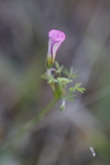 Oxalis bifida