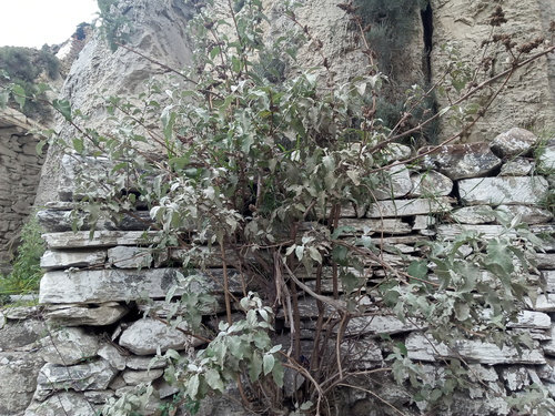 Buddleja crispa (Buddleja crispa)