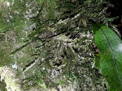 Trachyloma diversinerve