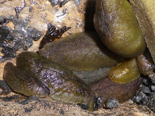 Pseudaneitea maculata