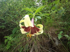 Lilium nepalense, photograph (c) Sagnik Dutta Roy, some rights reserved (CC BY)