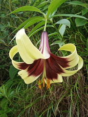 Lilium nepalense, photograph (c) Sagnik Dutta Roy, some rights reserved (CC BY)
