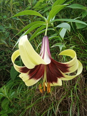 Lilium nepalense, photograph (c) Sagnik Dutta Roy, some rights reserved (CC BY)