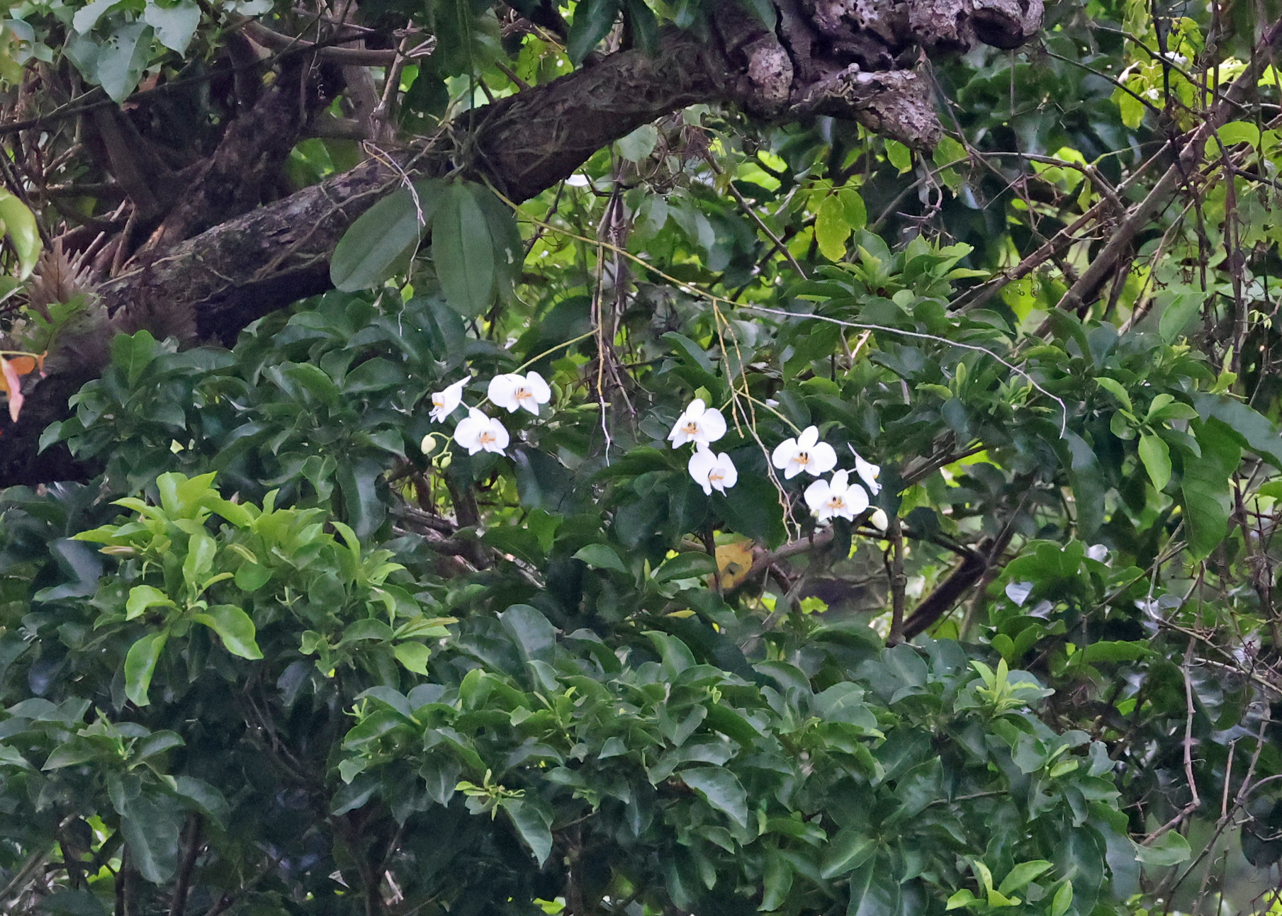 Imagem de Orquídea borboleta