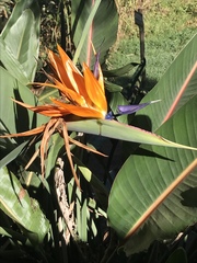 Strelitzia reginae reginae