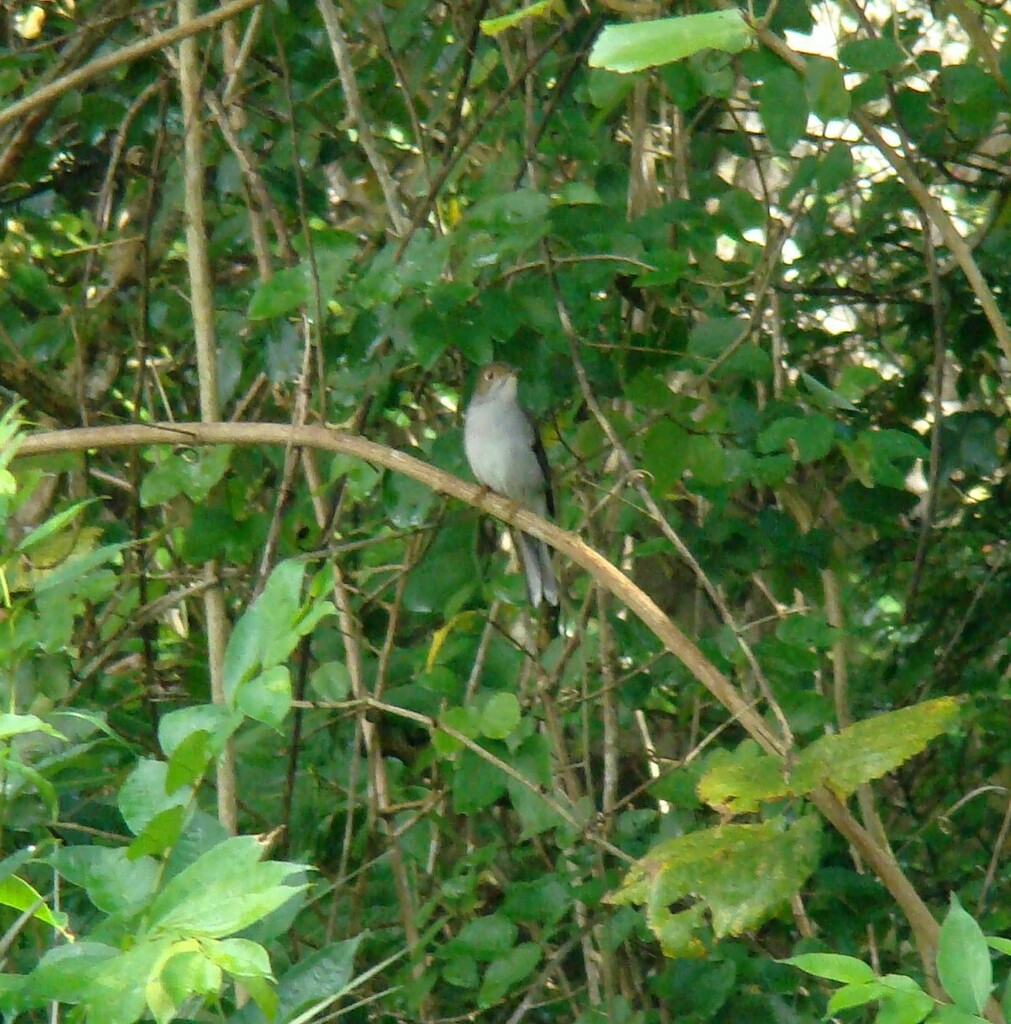 Cuban Solitaire in November 2010 by Joe Sebastiani · iNaturalist