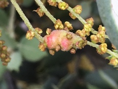 Plagiotrochus quercusilicis