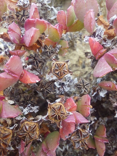 Malgas Tiptoothfig (Acrodon deminutus)