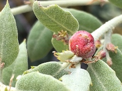 Plagiotrochus quercusilicis