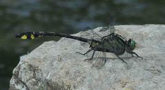 Gomphurus lineatifrons