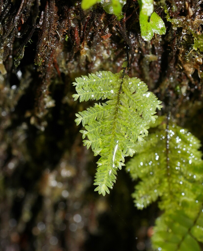 Lopidium concinnum