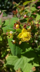 Hypericum inodorum