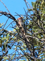 Urocolius indicus indicus