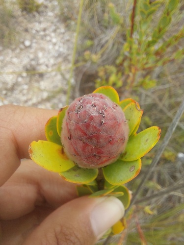 Rosette Conebush (Leucadendron coriaceum)