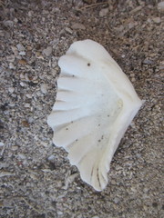 Hippopus hippopus
