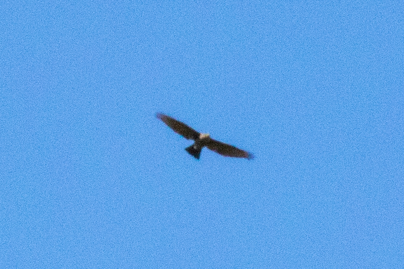 Fiji Goshawk from Vuda, Fiji on April 10, 2024 at 04:50 PM by Dean ...