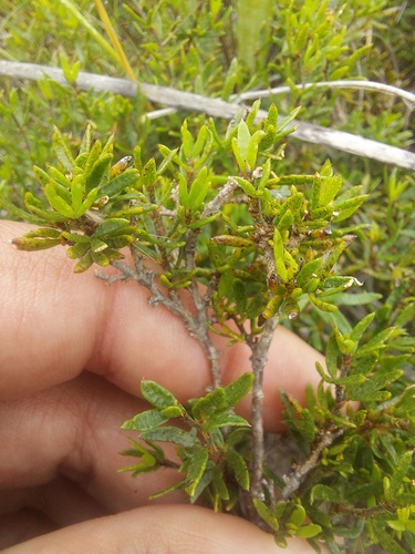Fine Dottypea (Psoralea curtisiae)