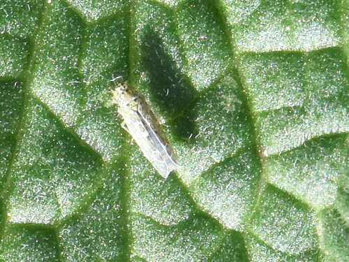 Ligurian Leafhopper, Groesbeek, Nederland, photo 10 of 10